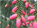 Picea orientalis d